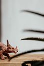 Free stock photo of animal, art, blur