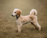 White Poodle on Green Grass Field