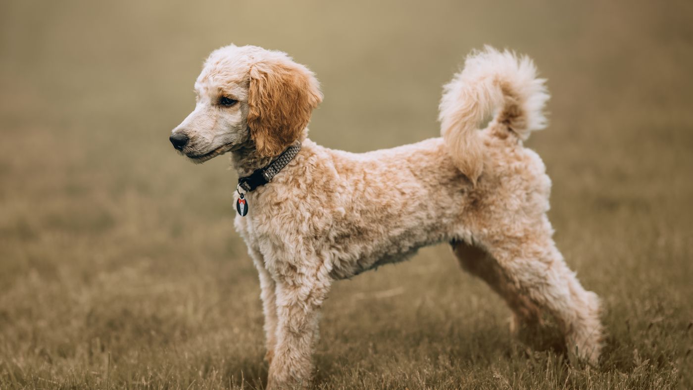 Medium-Sized Hypoallergenic Dogs: Three Breeds Worth Knowing