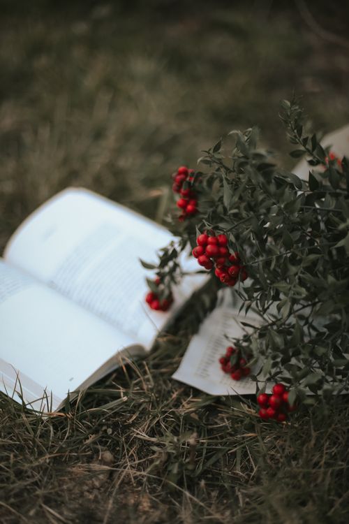 Free Open book on grass with red berries offers a peaceful nature scene. Stock Photo