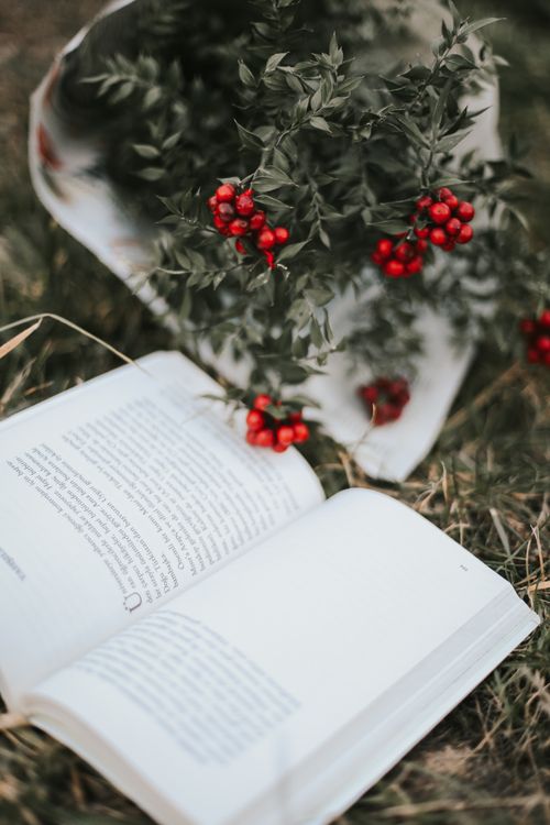 Free An open book placed on grass beside a botanical arrangement with red berries, creating an artistic still life. Stock Photo