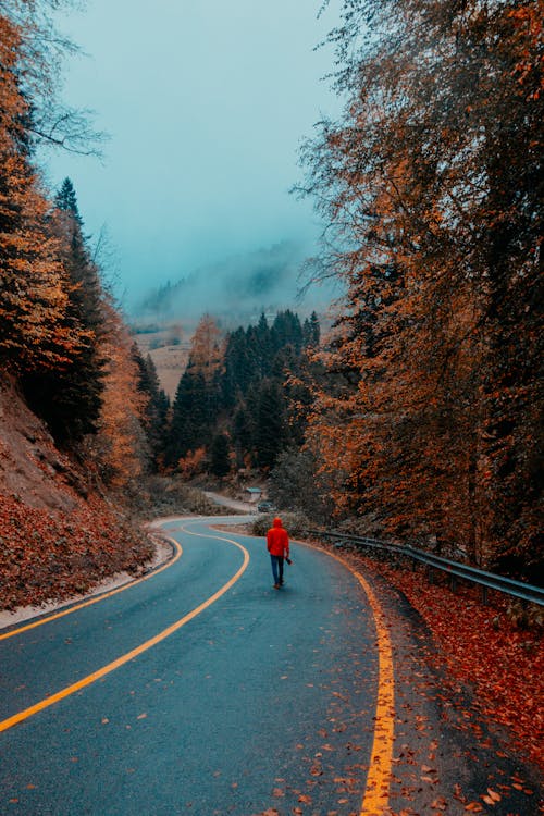 Back view of anonymous tourist in warm clothes strolling alone along curvy narrow asphalt roadway between yellow trees in autumn forest