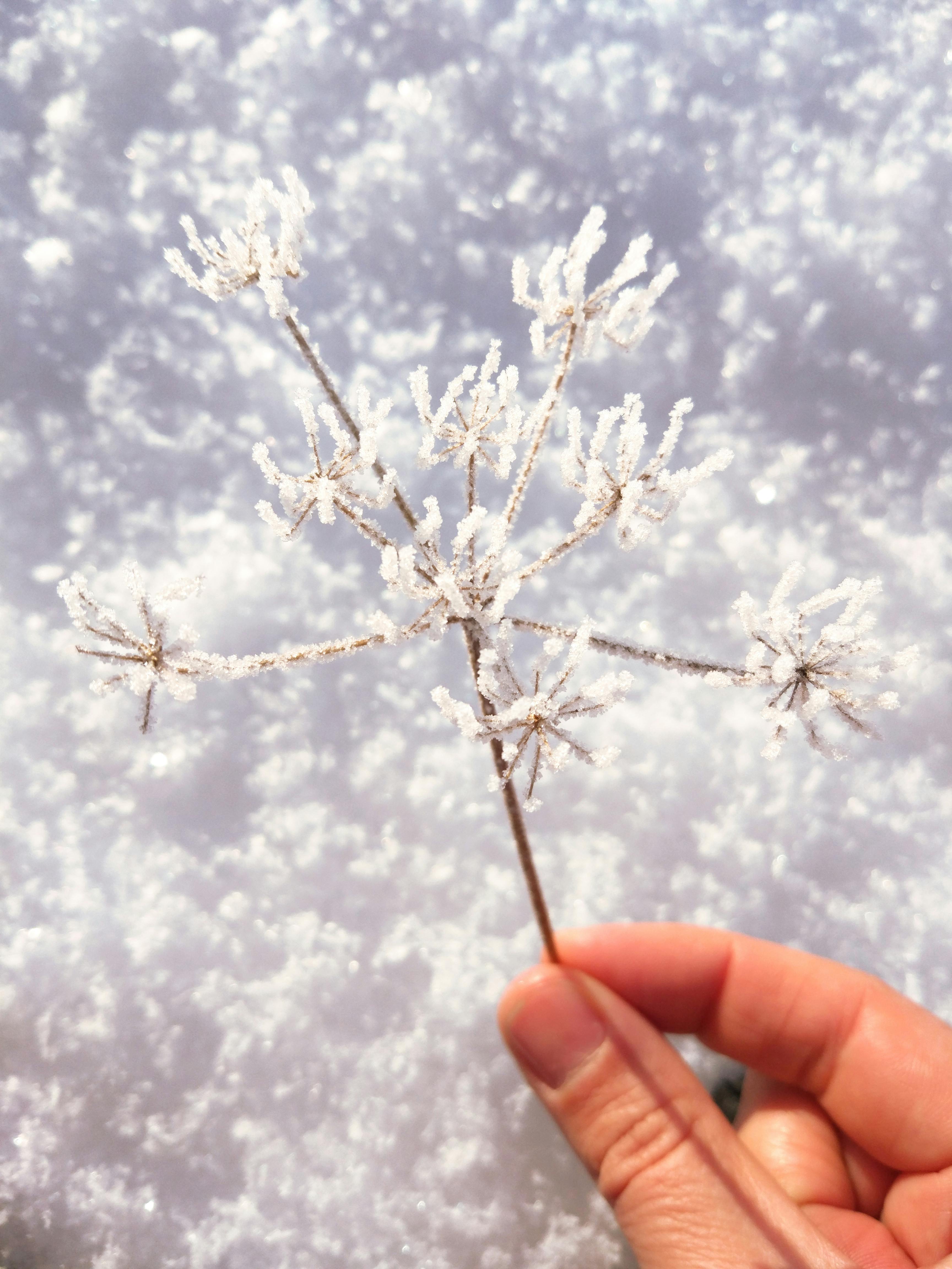 person holding flower covered with snow