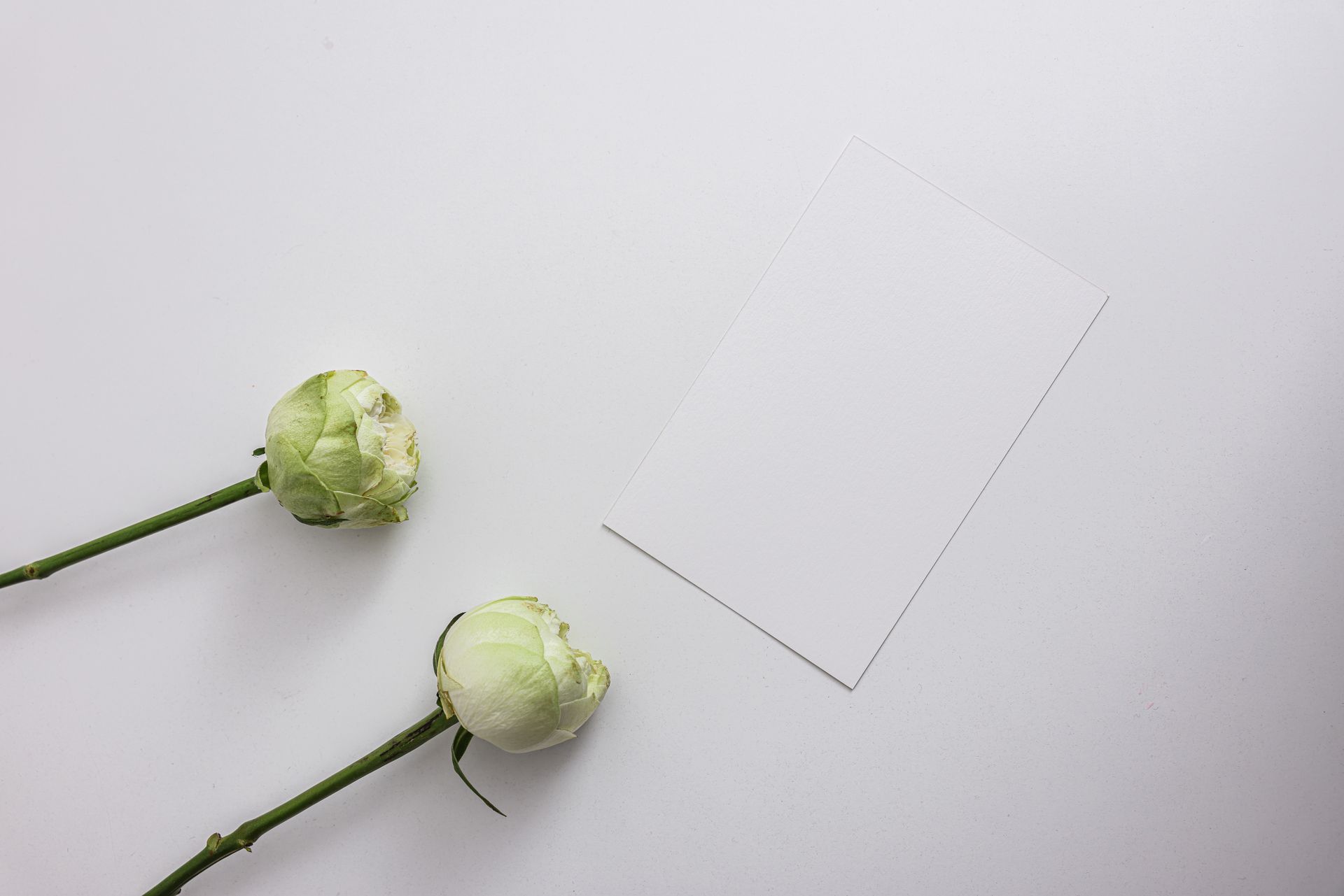 Top view of white peonies and blank card on a minimalist background.