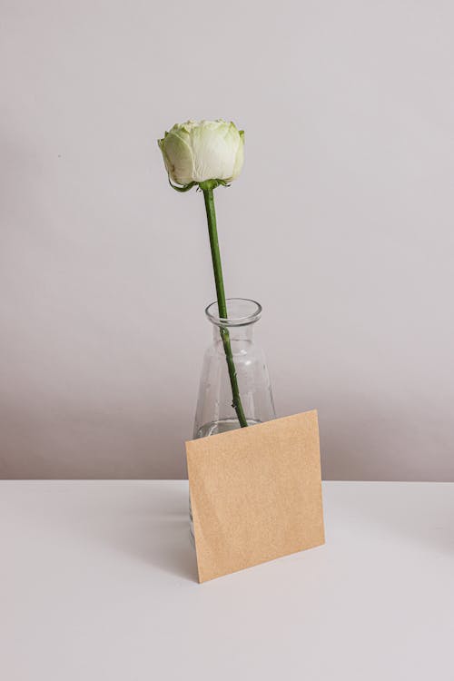 Free White Rose in Clear Glass Vase Stock Photo