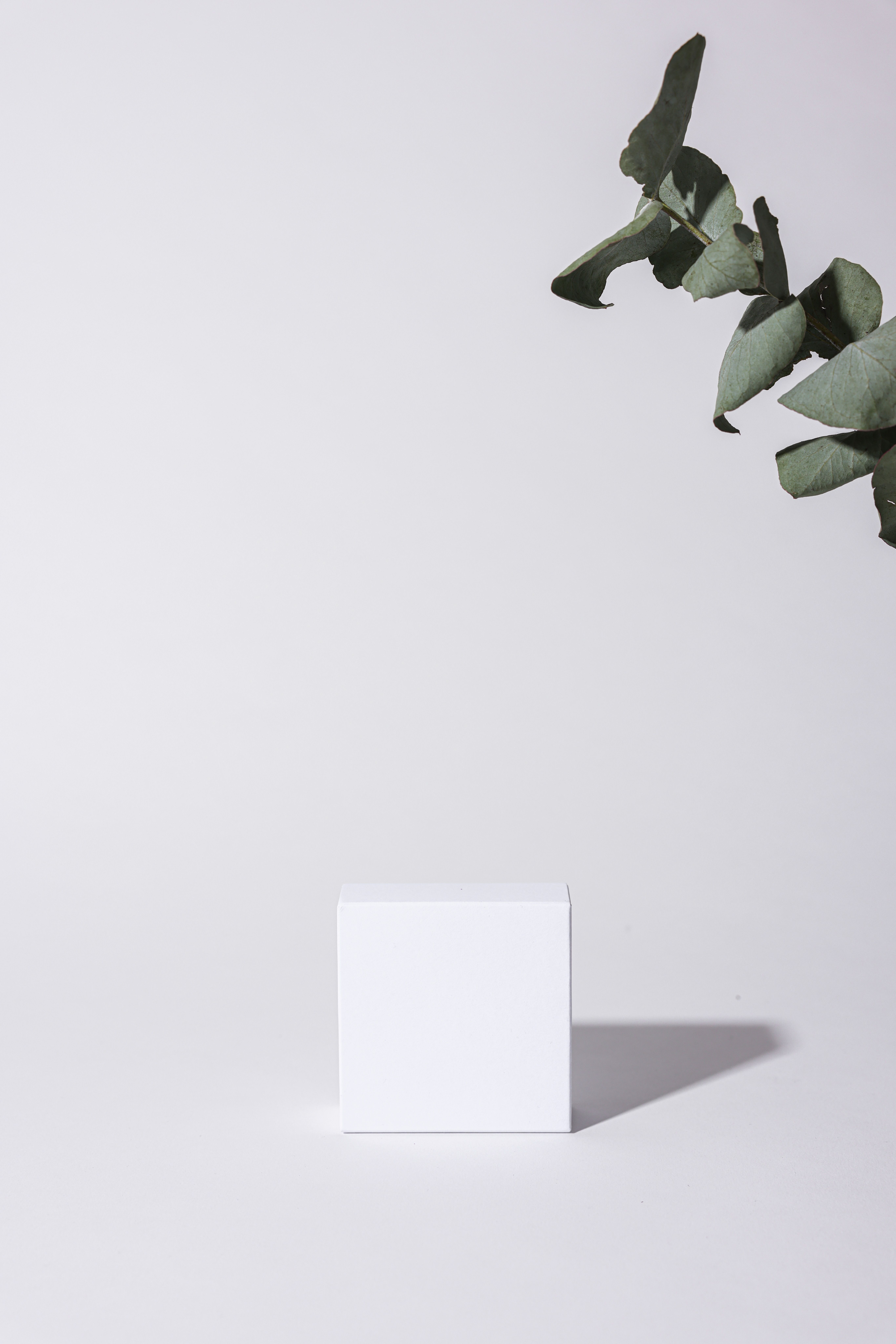 Elegant minimalist mockup featuring a white cube and eucalyptus leaves on a white background.