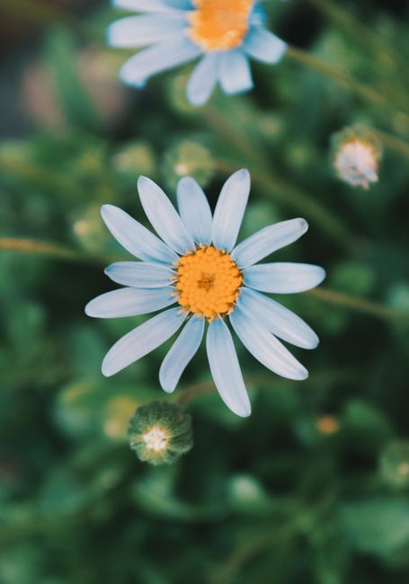 A vibrant close-up of a daisy bloom with a soft focus background, capturing summer's essence.