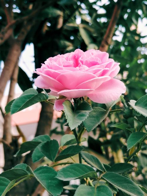 Free Close-up of a vibrant pink rose bloom outdoors with lush green leaves in a garden setting. Stock Photo