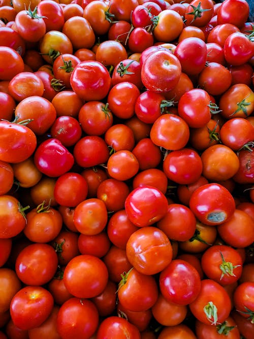 Fotobanka s bezplatnými fotkami na tému chutný, organický, paradajky