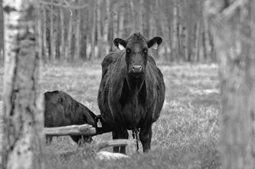 Free stock photo of beef, black cow, cow
