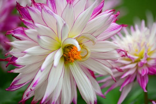 Free stock photo of flower, purple