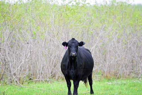 Free stock photo of beef, black cow, cow