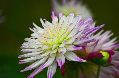 Free stock photo of flower, purple