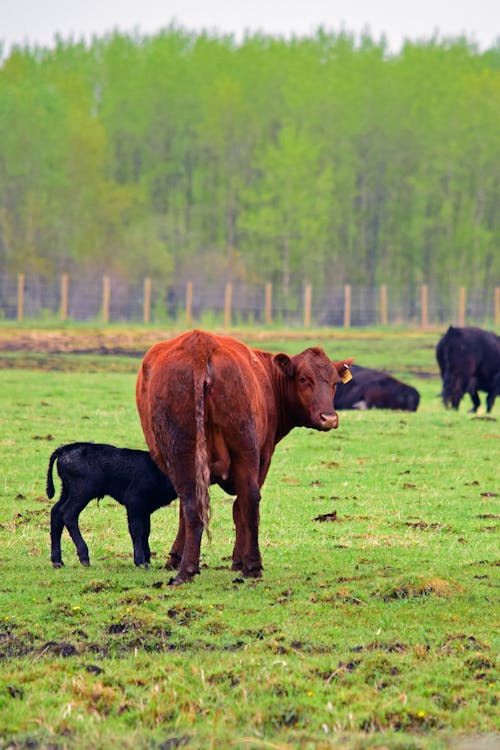 Free stock photo of brown cow, calf