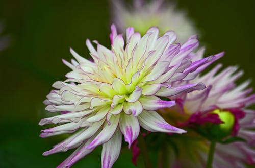 Flower with Colorful Flowers