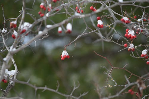 Free stock photo of berries, branches, snow
