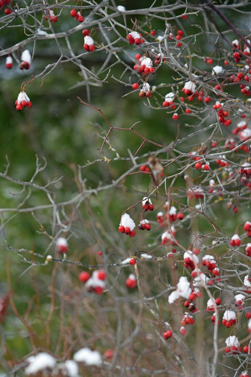 Free stock photo of berries, branches, snow