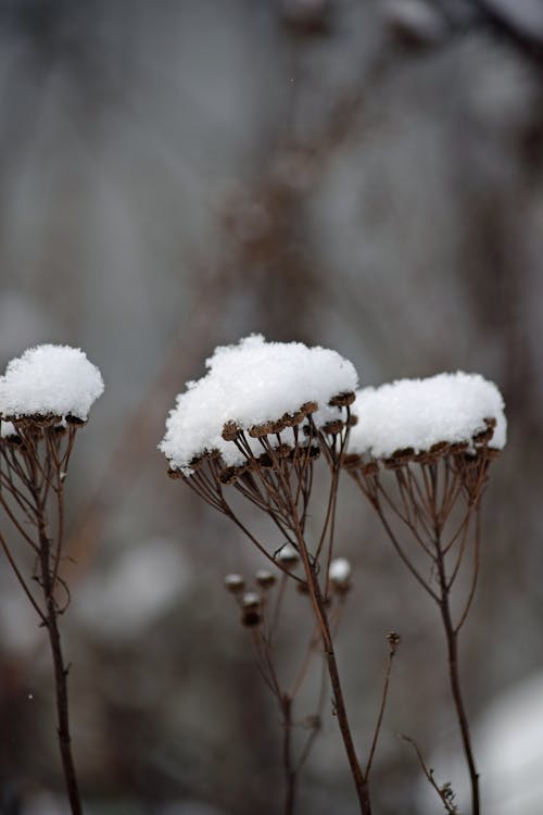 Free stock photo of snow, weeds, winter