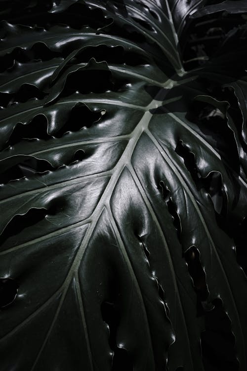 Free Tropical plant leaf with glossy surface Stock Photo