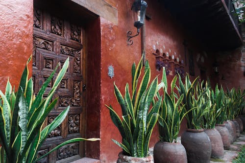 Free Snake Plants beside an Old house Stock Photo