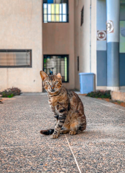 Kostenloses Stock Foto zu katze, nahansicht, porträt