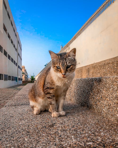 건물, 고양이, 동물의 무료 스톡 사진
