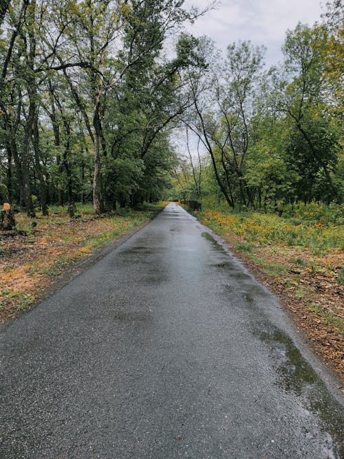 Gratis lagerfoto af asfalt, falde, lodret skud