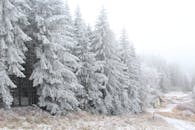 冬日多雾，宁静的白雪覆盖着霜冻的常绿森林