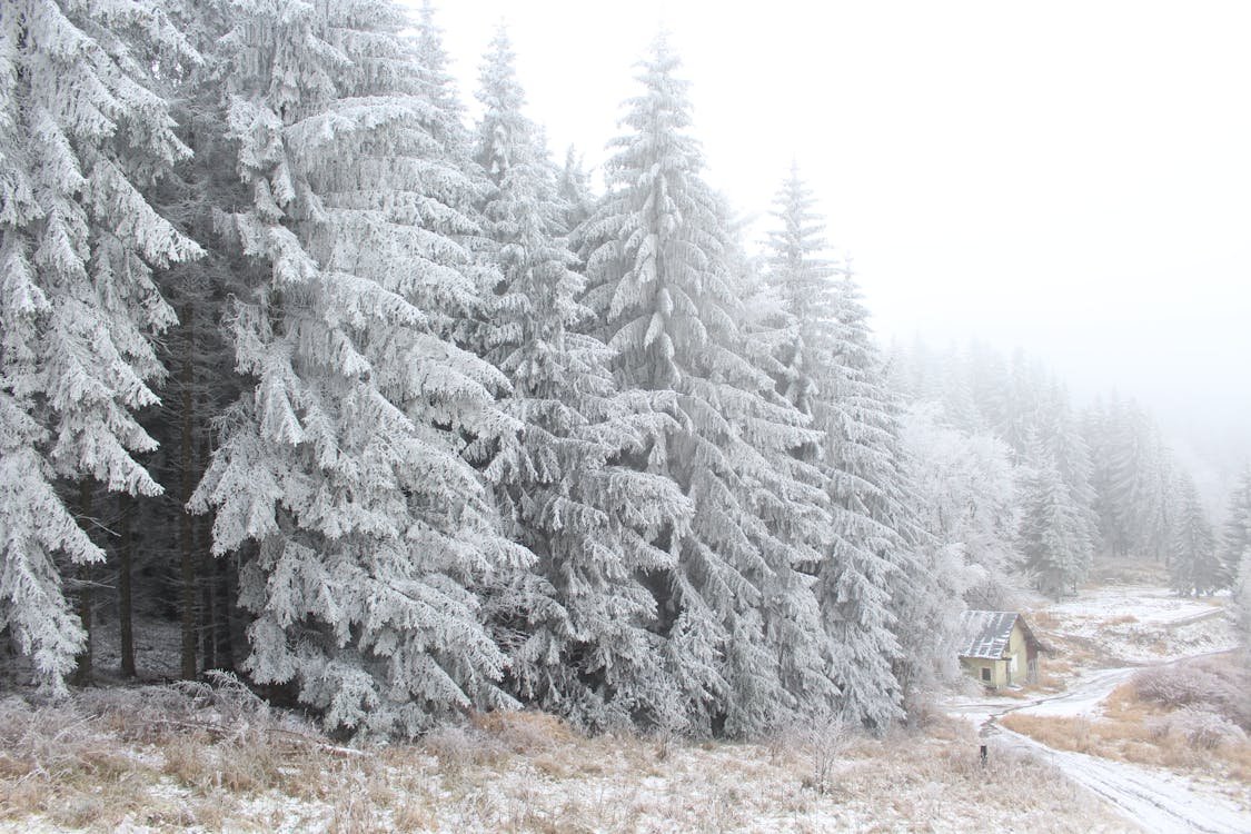 Pins Couverts De Neige