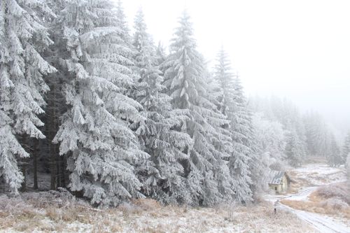 Free Serene snow-covered evergreen forest with frosty trees on a foggy winter day. Stock Photo