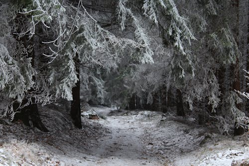 Arbres Aux Sommets Enneigés