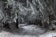 这幅宁静的冬季森林景象中，霜冻的树木和积雪的小路清晰可见