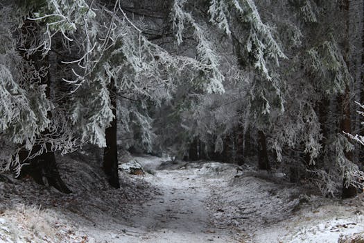 这幅宁静的冬季森林景象中，霜冻的树木和积雪的小路清晰可见