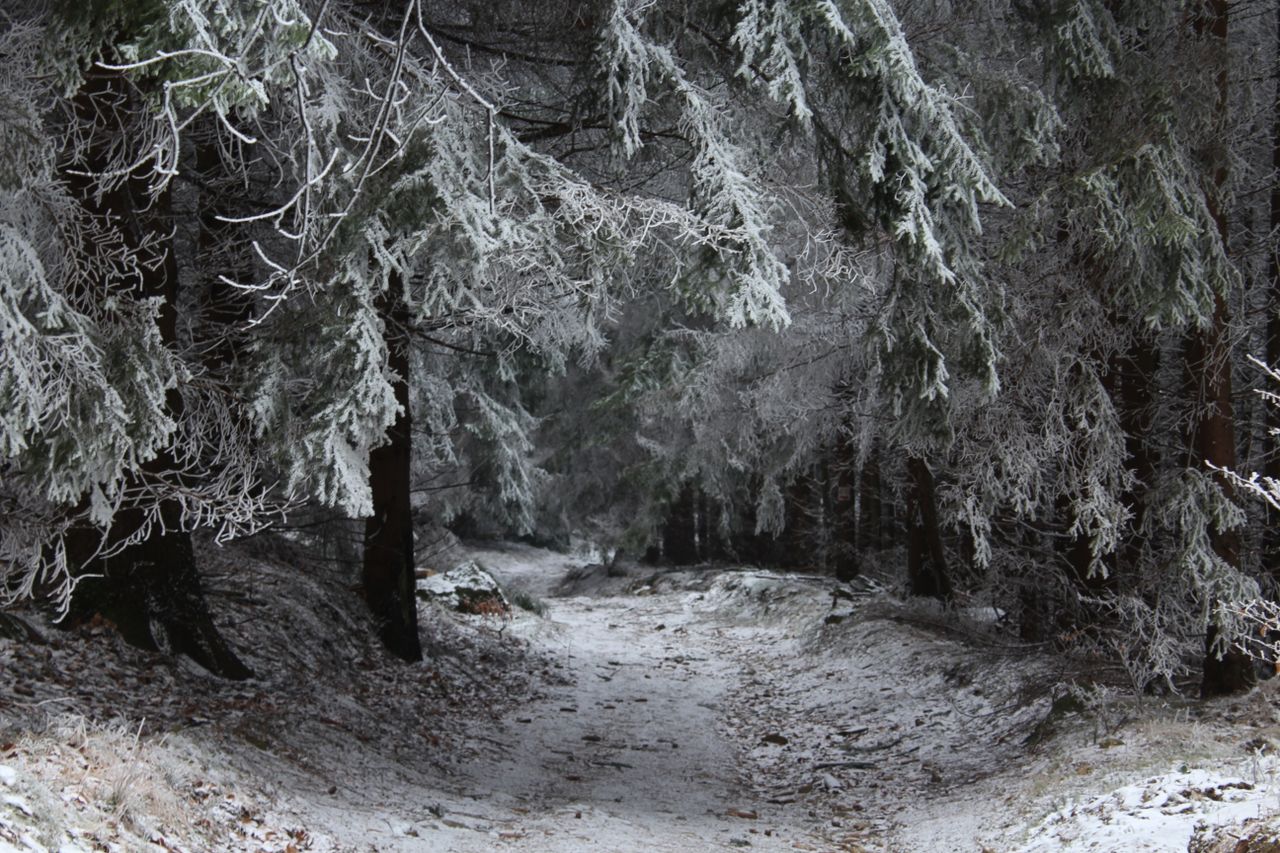 a serene winter forest scene showcasing frosted trees and a snowy path