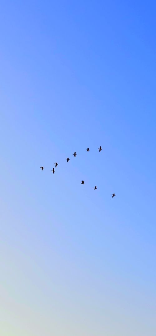 Free Silhouetted birds flying in formation across a clear blue sky. Stock Photo