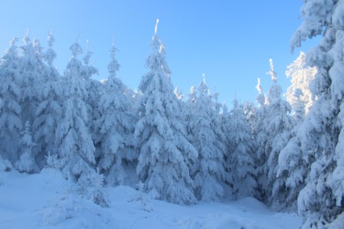 免費 松樹覆蓋著雪 圖庫相片