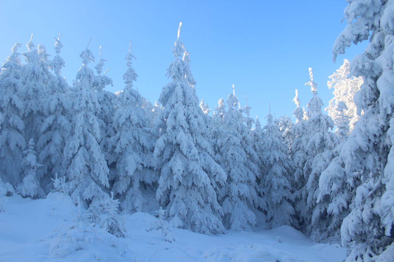 discover a peaceful forest landscape blanketed in snow under a clear b