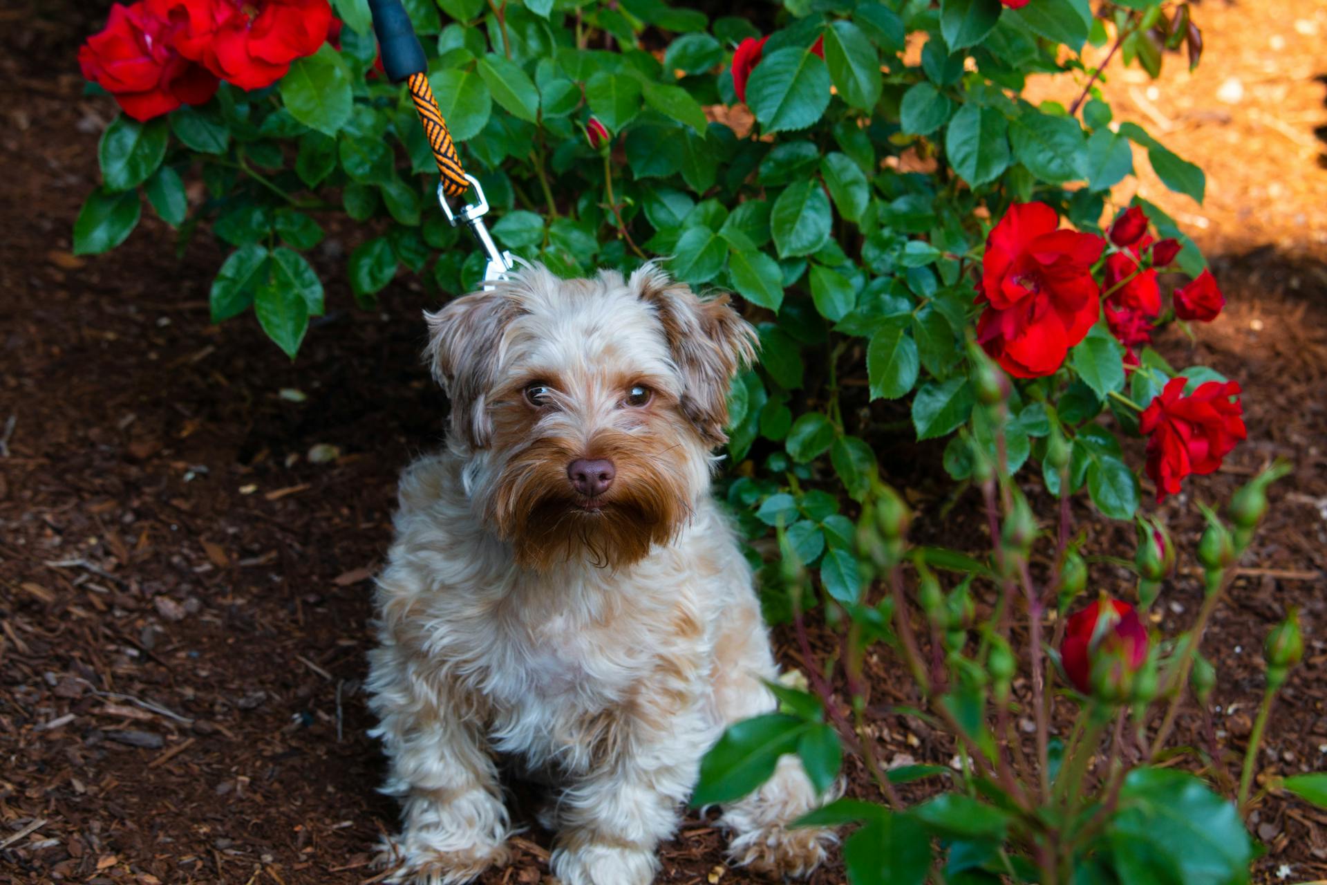 Vue de près d'un Yorkie près de Plants