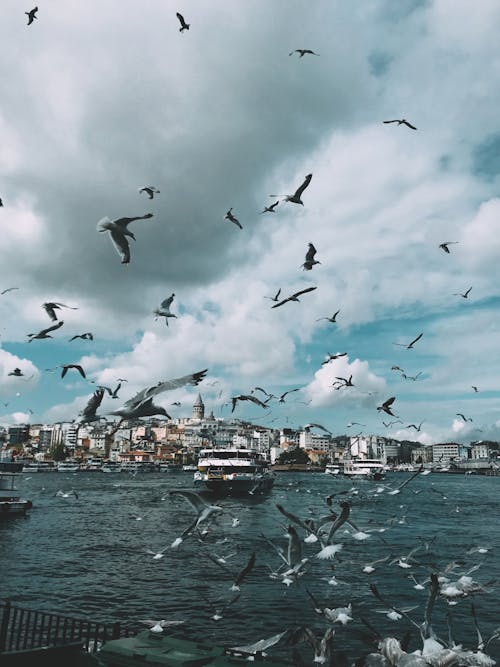 Flock of seagulls flying over ships on sea