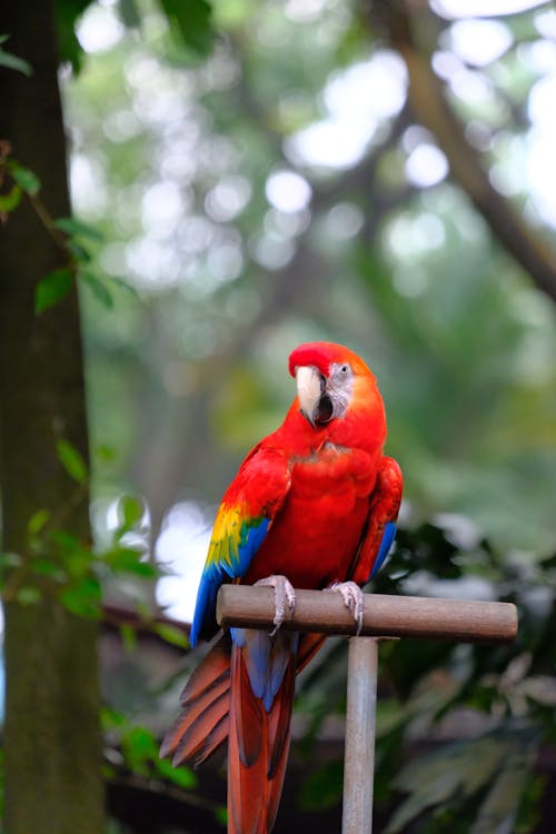 Δωρεάν στοκ φωτογραφιών με κατακόρυφη λήψη, κόκκινο macaw, κουρνιασμένος Φωτογραφία από στοκ φωτογραφιών