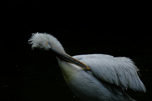 Free Close-Up Shot of a Dalmatian Pelican  Stock Photo