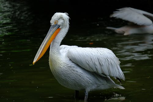 Foto d'estoc gratuïta de aigua, animal, au