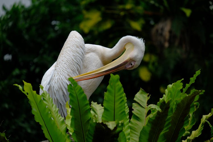 Pelican Preening 