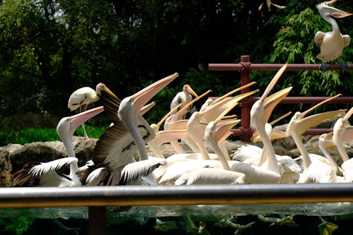 Darmowe zdjęcie z galerii z fotografia ptaków, fotografia zwierzęcia, pelikany