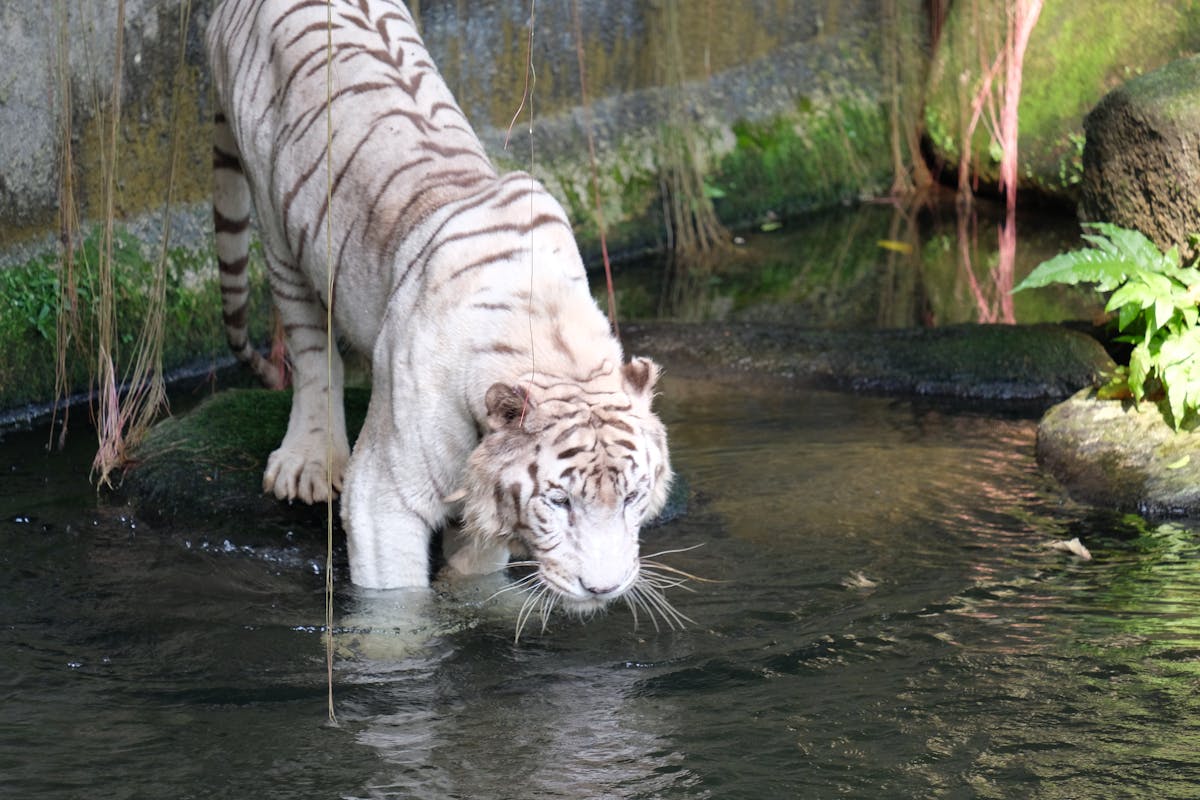 Astrology chart and zodiac signs laid out on a table