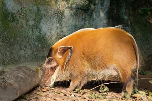 Free Capture of a red river hog in its natural outdoor habitat, showcasing its vibrant coloration and distinctive features. Stock Photo