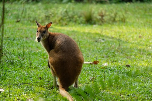 Foto profissional grátis de animal, campo de grama, canguru