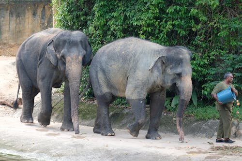 Безкоштовне стокове фото на тему «зоопарк, ссавець, суматранські слони» стокове фото