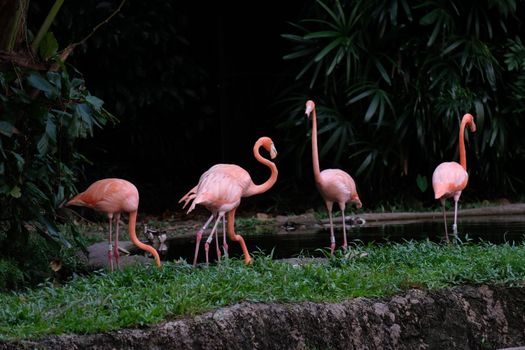 flamingo photo