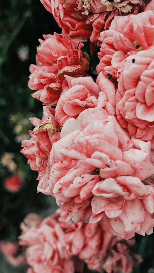 Free Beautiful Pink Carnation Flowers Stock Photo